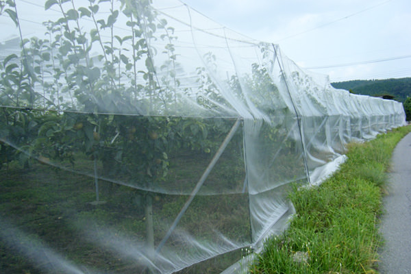 画像：防虫ネット