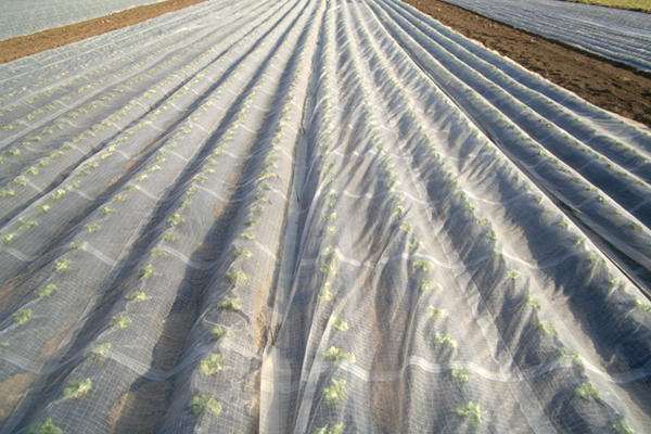 画像：べたがけ