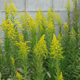 セイタカアワダチソウ