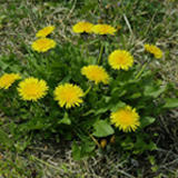 セイヨウタンポポ